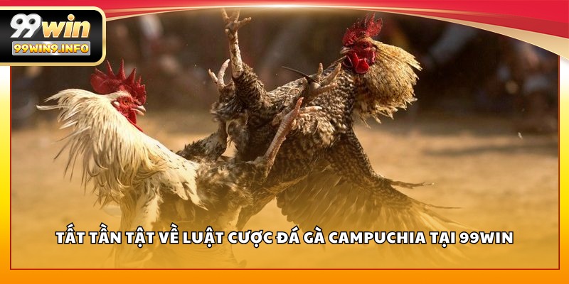 Tất tần tật về luật cược Đá Gà Campuchia tại 99WIN