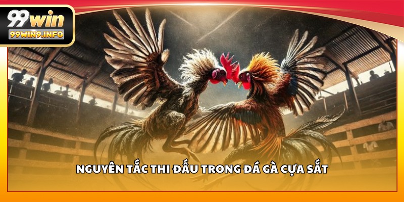 Nguyên tắc thi đấu trong đá gà cựa sắt