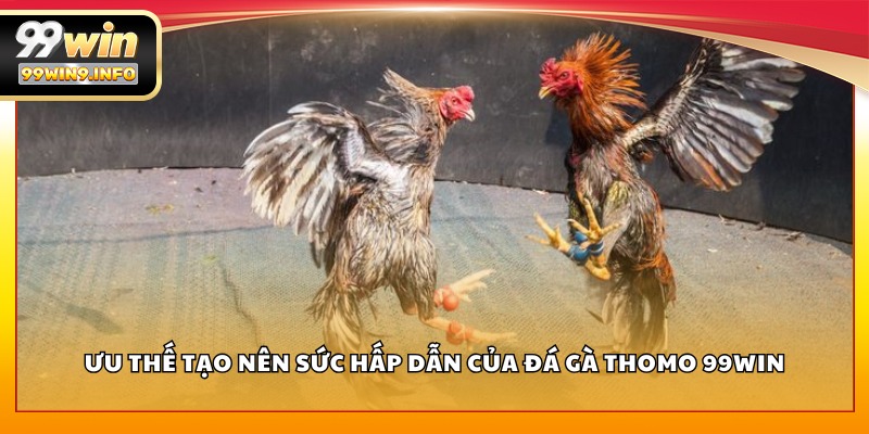 Ưu thế tạo nên sức hấp dẫn của Đá Gà Thomo 99WIN