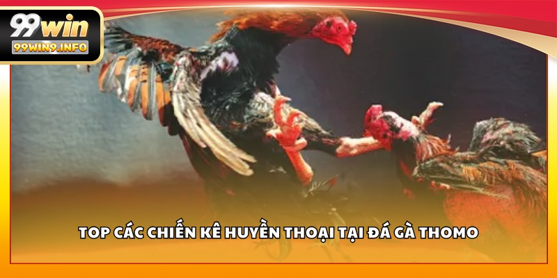 Top các chiến kê huyền thoại tại đá gà Thomo