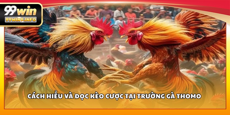 Cách hiểu và đọc kèo cược tại trường gà Thomo
